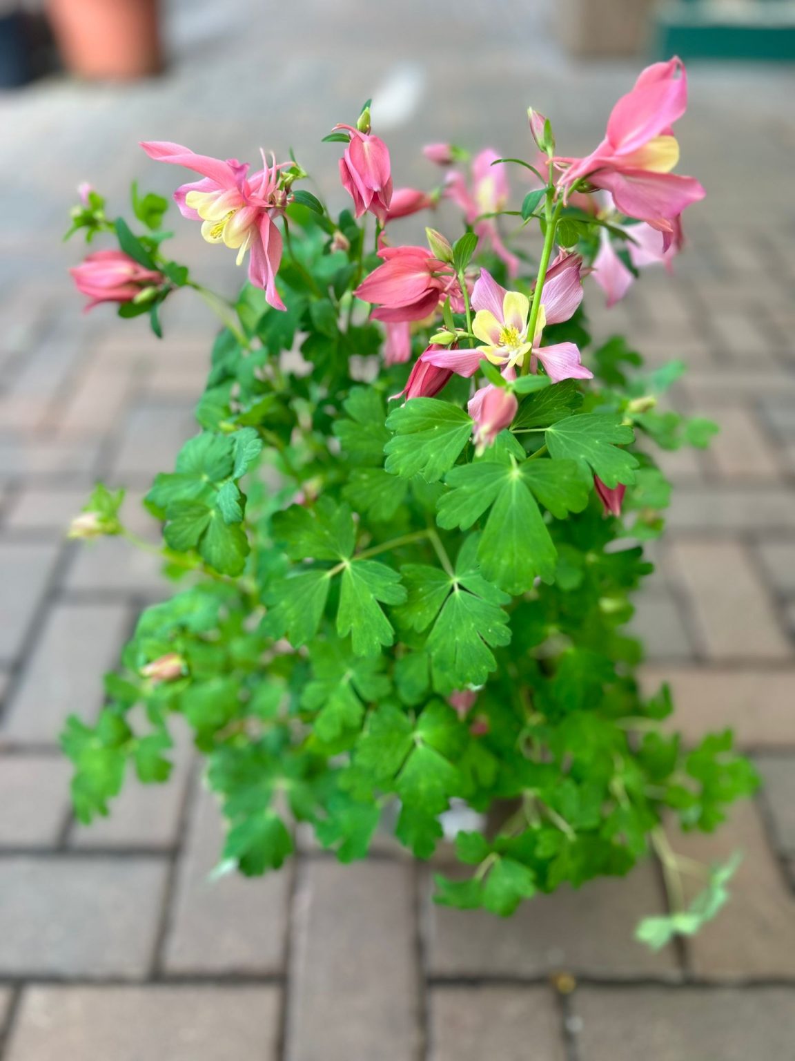 Barry's Plant of the Week! - Caulders Garden Centres