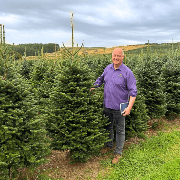Fraser Fir Real Christmas Tree