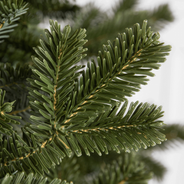 Fraser Fir Real Christmas Tree - Image 2