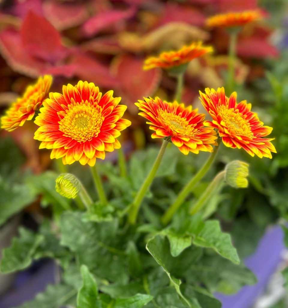 Barry's Plant of the Week! - Caulders Garden Centres