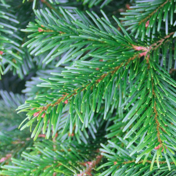 Pot Grown Nordman Fir - Image 3