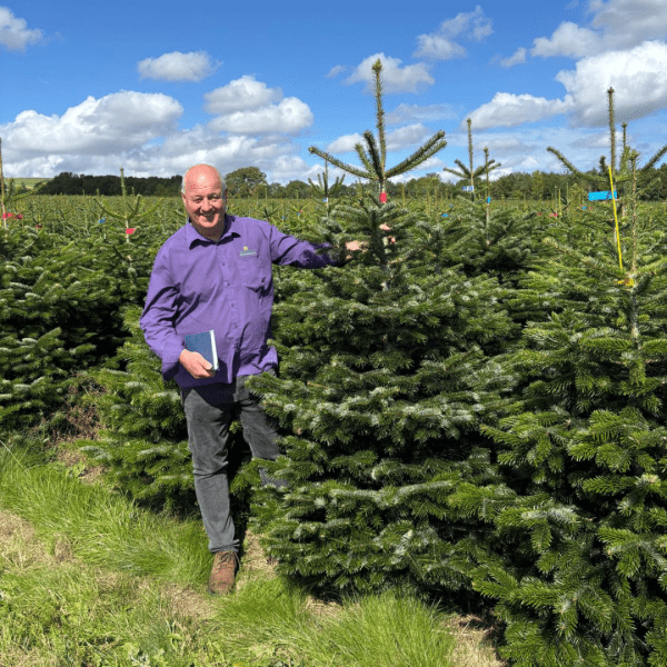 Nordman Fir Real Christmas Tree