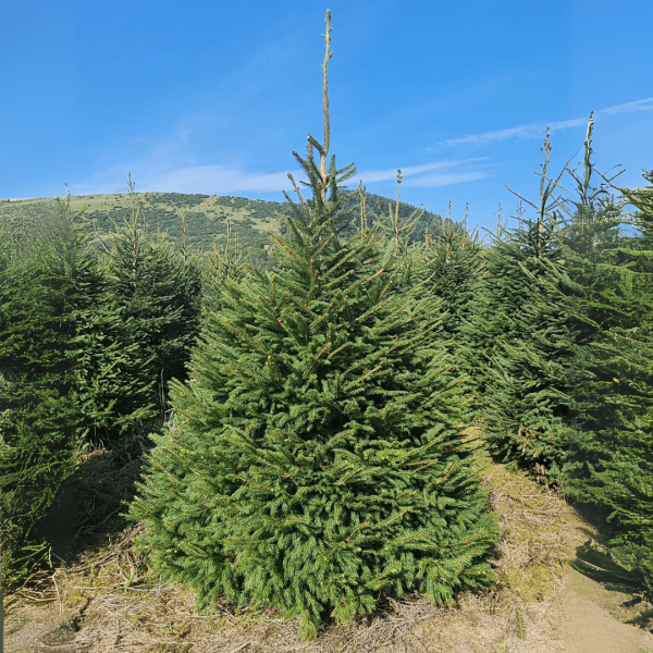 Norway Spruce Real Christmas Tree