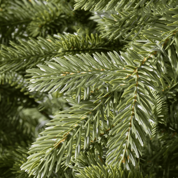 Pot Grown Norway Spruce - Image 3
