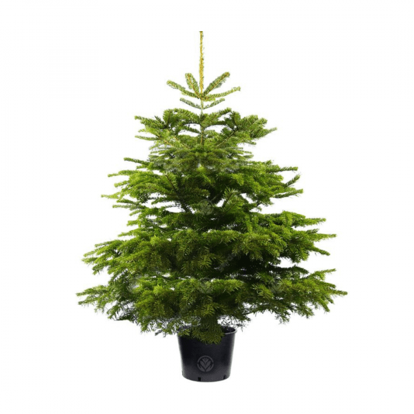 Pot Grown Nordman Fir
