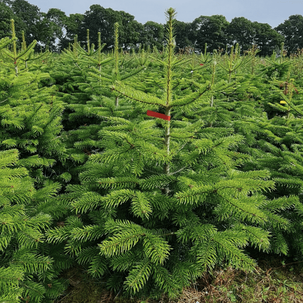 Pot Grown Nordman Fir - Image 2