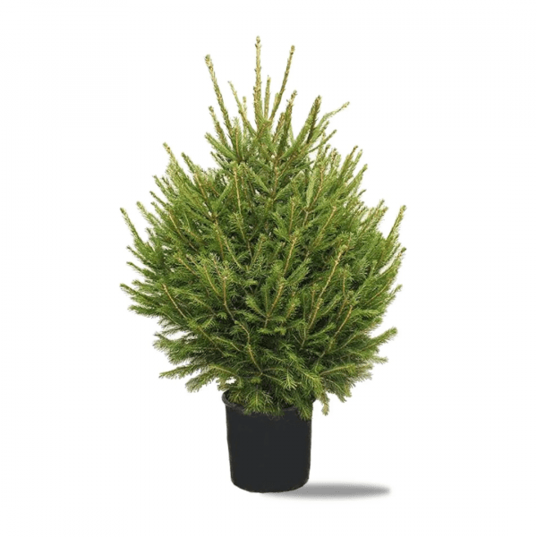 Pot Grown Norway Spruce
