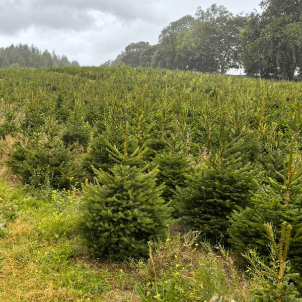Pot Grown Norway Spruce - Image 2