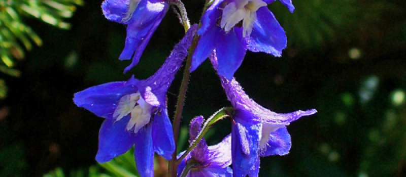 flower flower